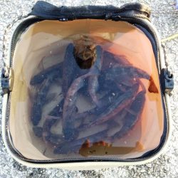 メバル活性高し